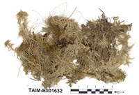 藏品(泥炭苔屬)的圖片